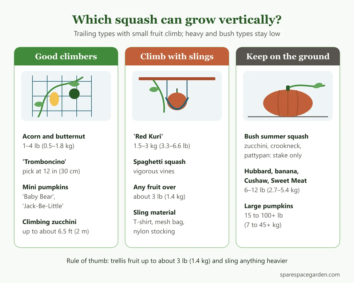 Chart showing which squash can grow vertically, which need slings and which should stay on the ground