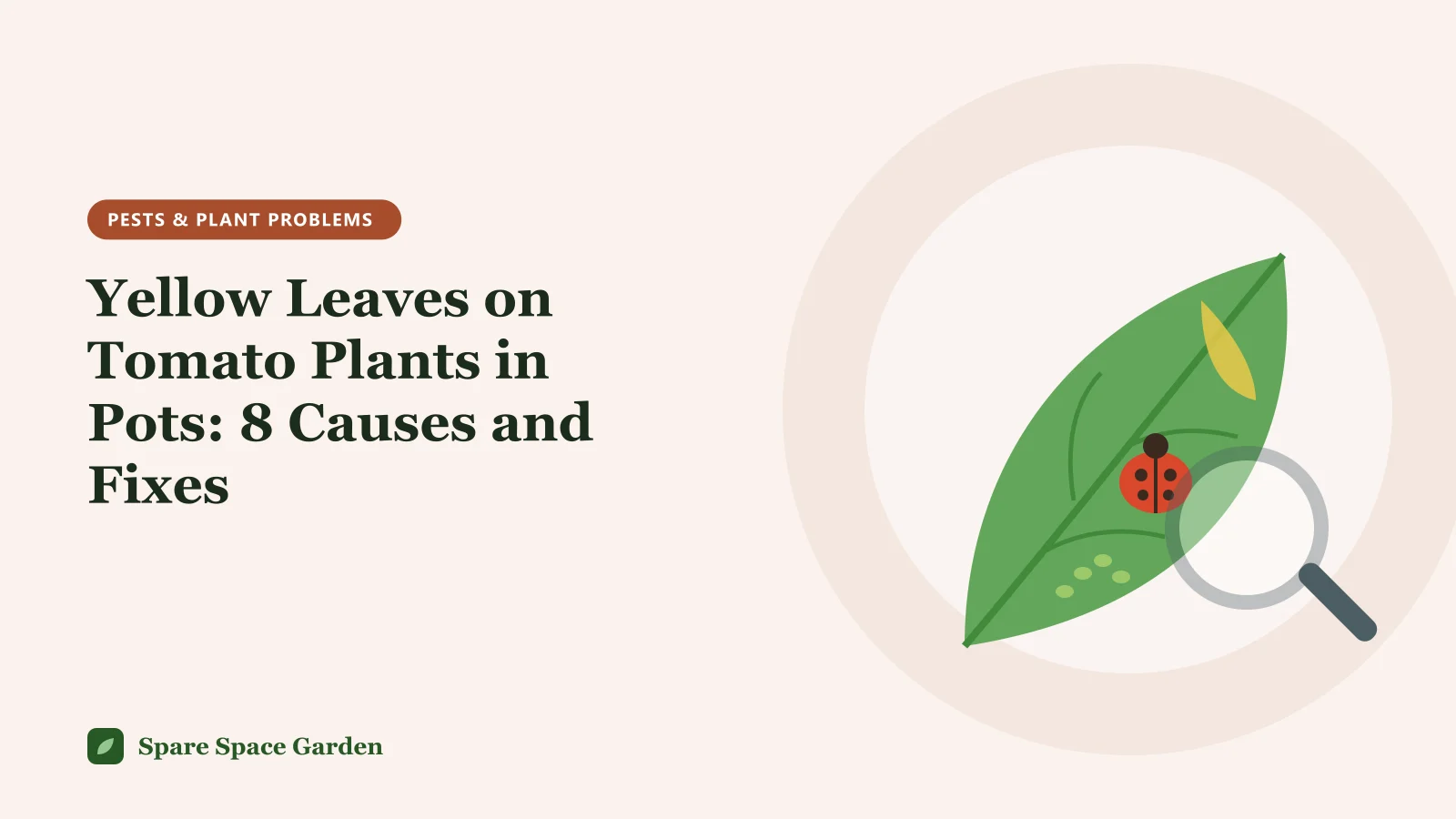 Illustration of yellow leaves on tomato plants in pots, with a container tomato showing yellowing lower leaves beside healthy green growth