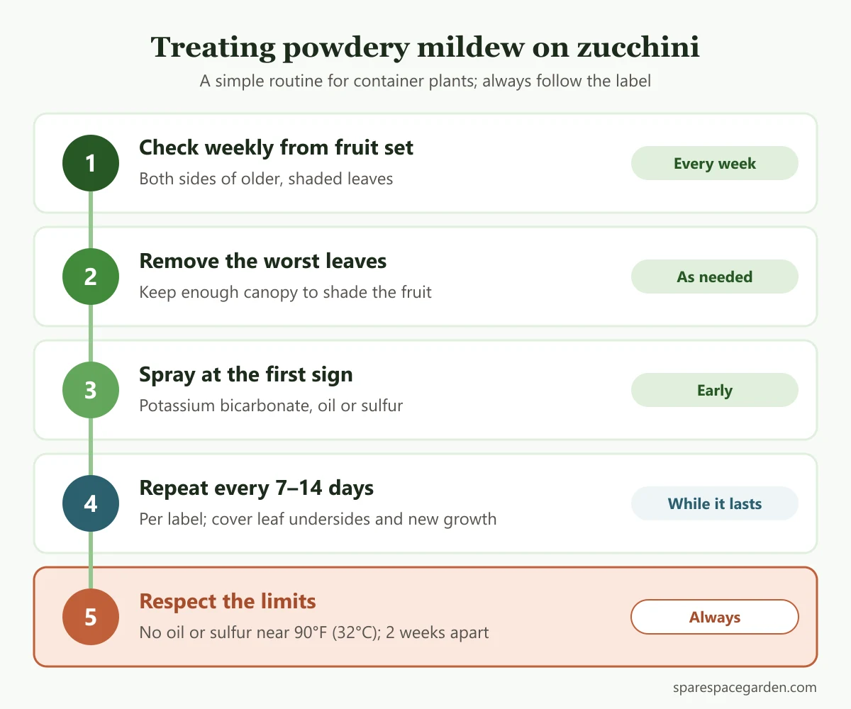 Step-by-step zucchini powdery mildew treatment plan: check weekly, remove the worst leaves, spray at the first sign, repeat every 7 to 14 days, and respect heat and oil-sulfur limits